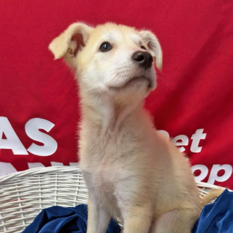 Logano Honda Dog thumbnail 2