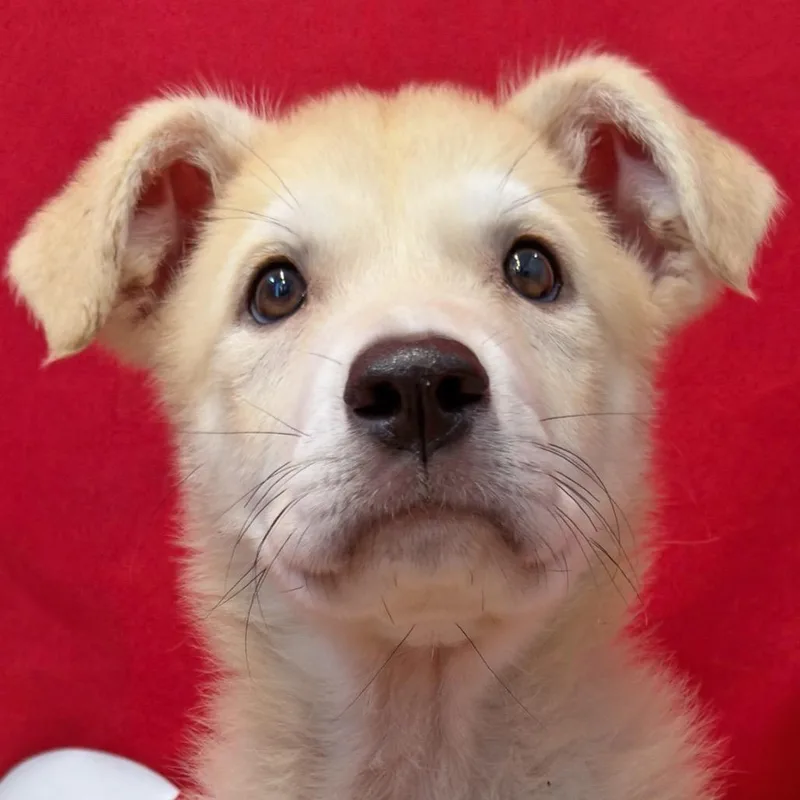 Logano Honda Dog thumbnail 3