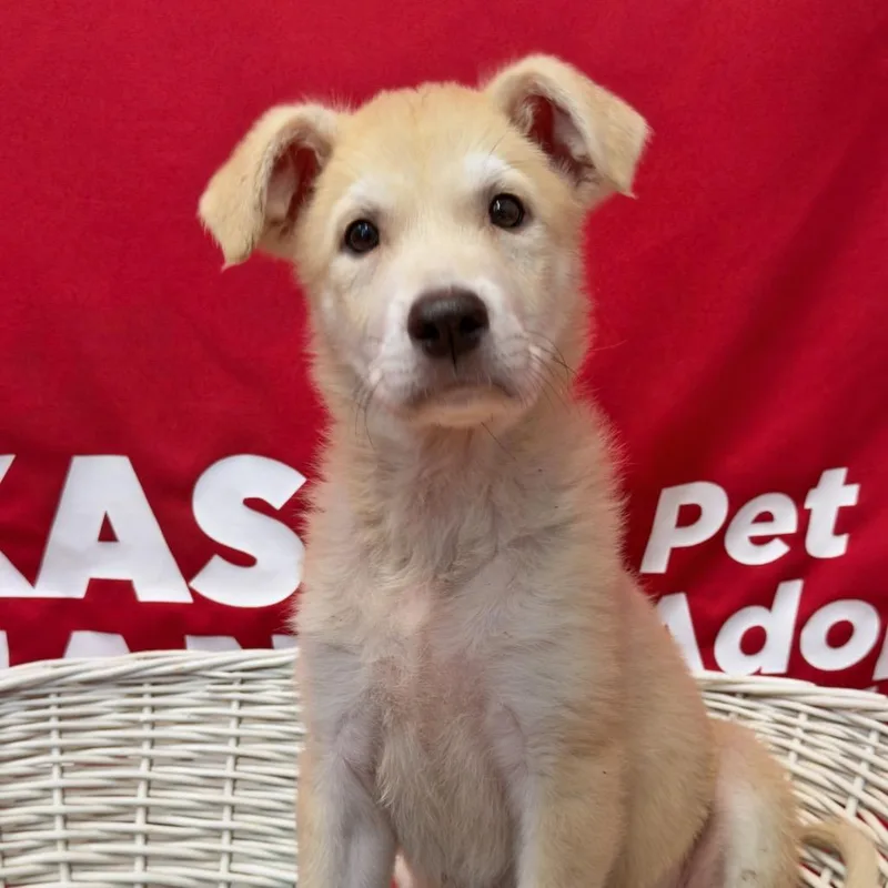 Logano Honda Dog thumbnail 4