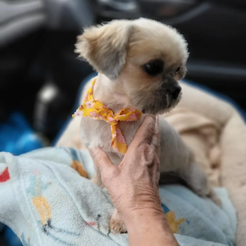 Tallulah thumbnail 3