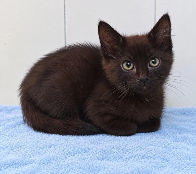 A baby medium-sized male Black Domestic Short Hair cat named Powell for adoption in Millington, TN