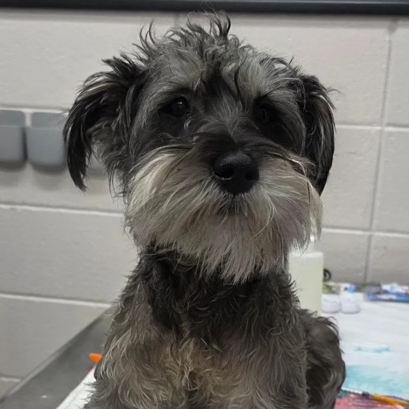 A young small-sized male Miniature Schnauzer dog named Boots for adoption in Huntsville, AL