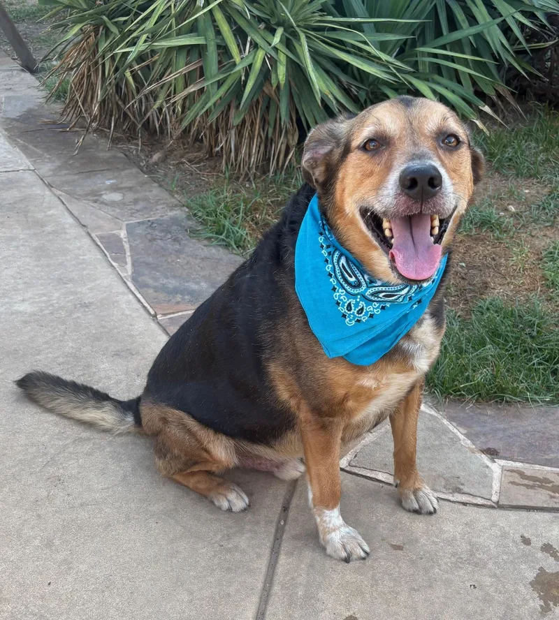 An adult large-sized male German Shepherd Dog dog named Vader for adoption in Lavon, TX