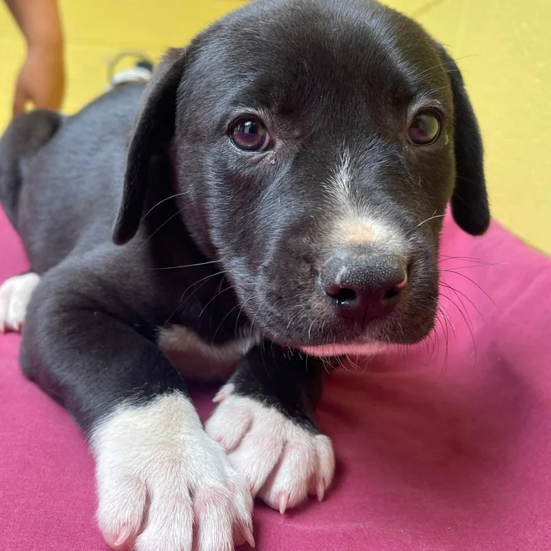 A baby small-sized female Black Mixed Breed dog named Chorus for adoption in Valley, AL