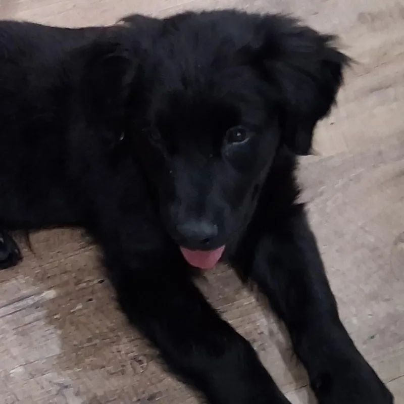 A baby medium-sized male Black Australian Shepherd dog named Cosmo for adoption in Bella Vista, AR