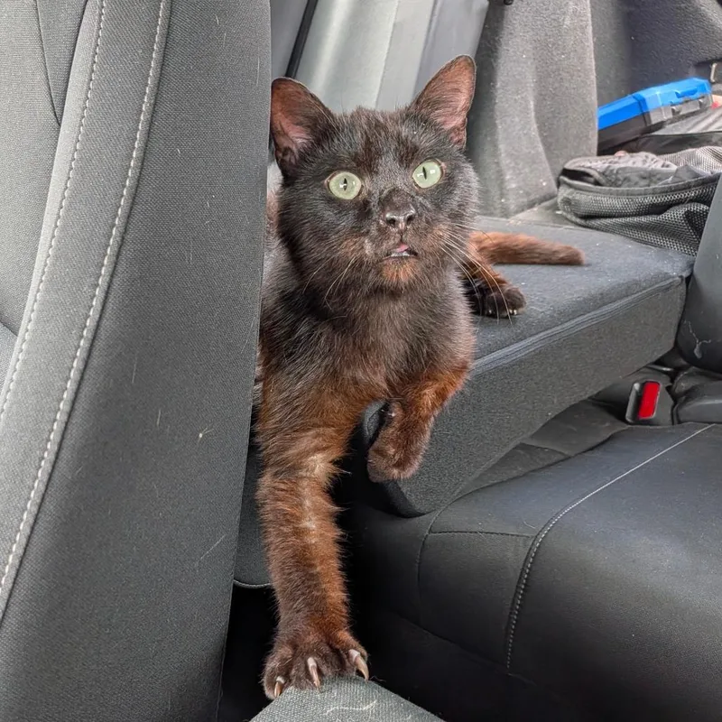 An adult medium-sized male Black Domestic Short Hair cat named Sonny for adoption in Houston, TX