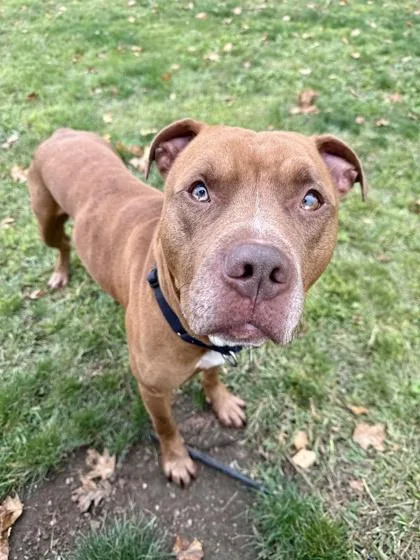 An adult large-sized male Pit Bull Terrier dog named Harley for adoption in Roseburg, OR