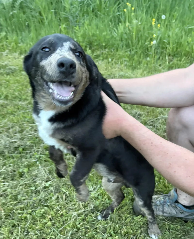 A young large-sized male Australian Cattle Dog / Blue Heeler dog named Ari for adoption in Mora, MN