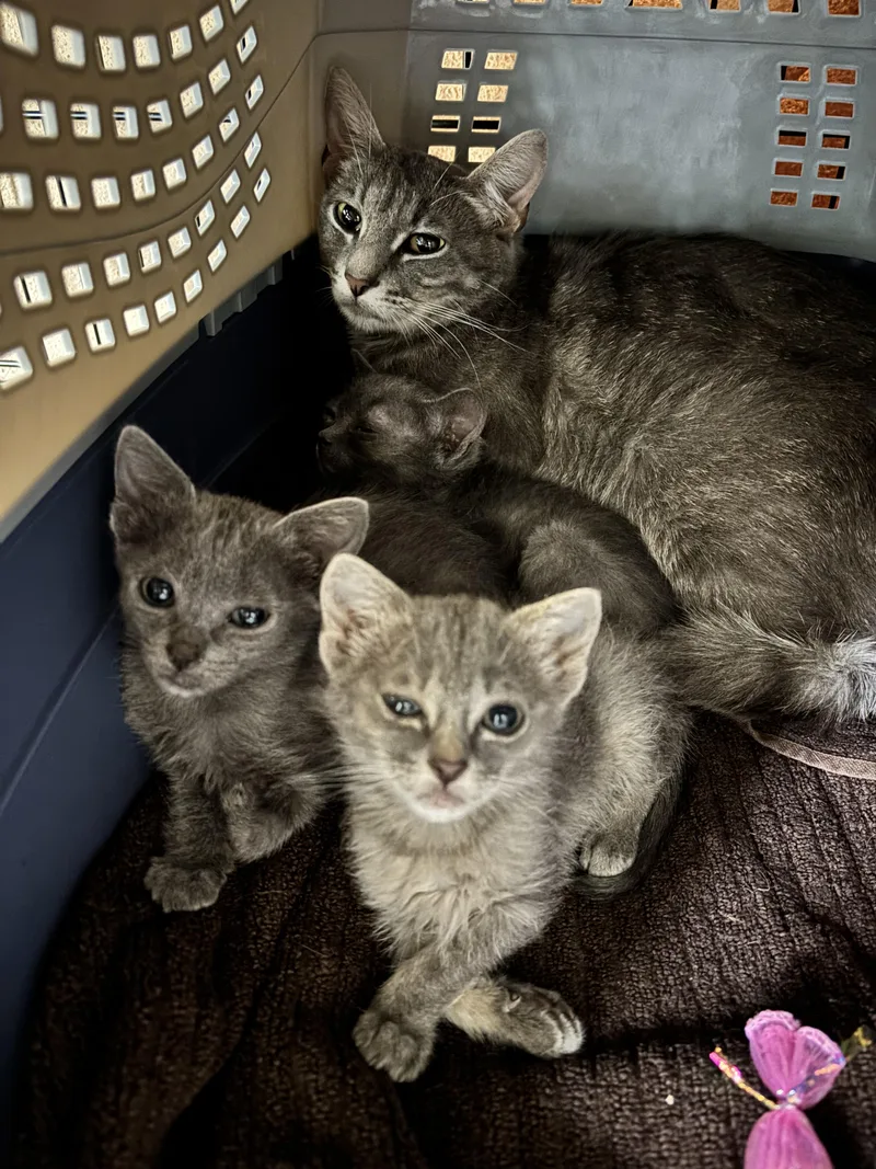 A baby medium-sized female Domestic Short Hair cat named Trinity for adoption in Rochester, WA
