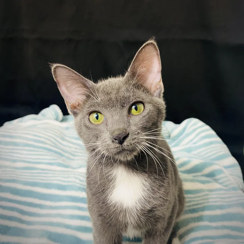 A young small-sized male Domestic Medium Hair cat named Kaleb for adoption in Gilbert, AZ