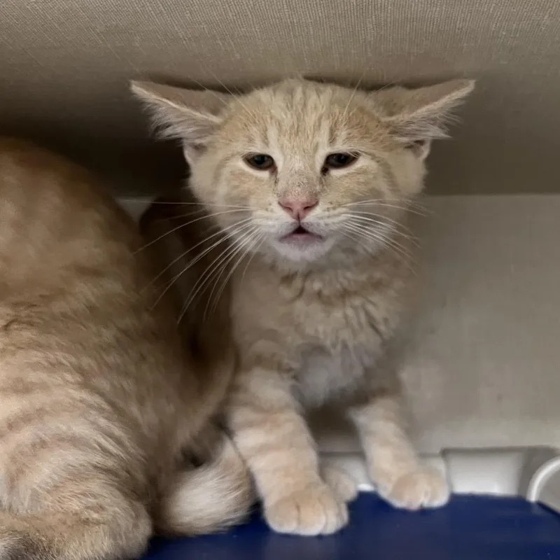 A baby small-sized male Buff / Tan / Fawn Domestic Short Hair cat named Marathon for adoption in Mentor, OH