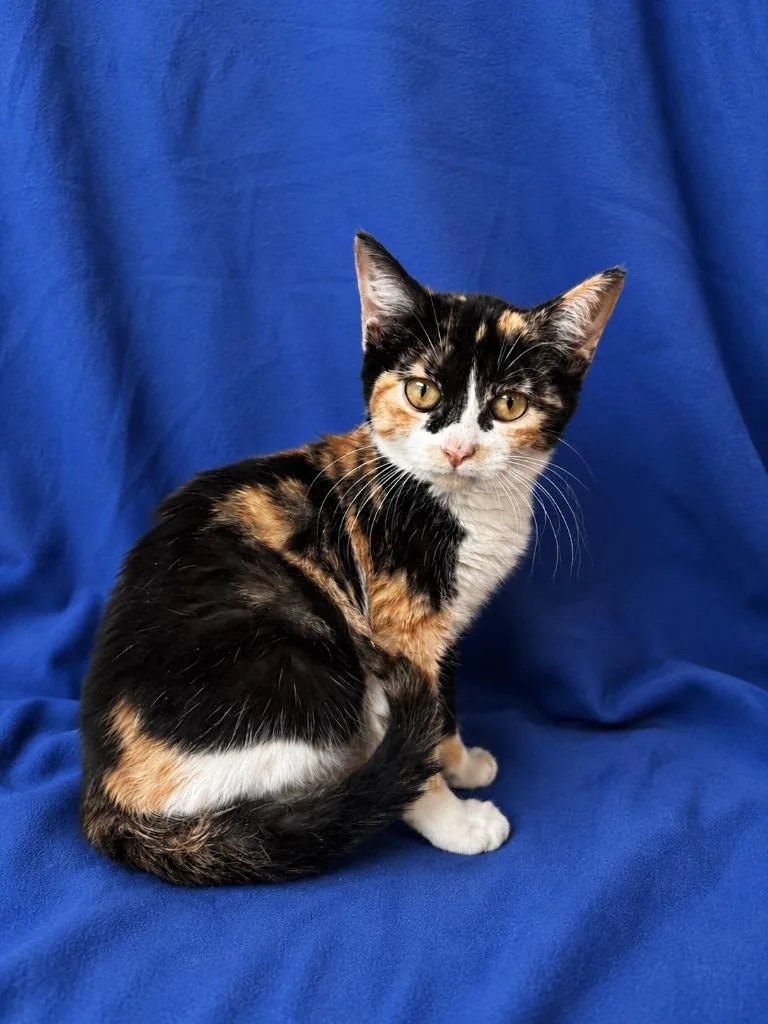 A baby small-sized female Calico cat named Callie for adoption in Ruston, LA