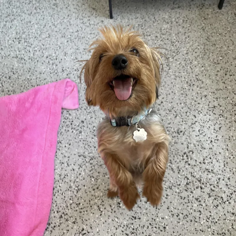 A young small-sized female Yorkshire Terrier dog named LIzzy for adoption in Oxford, MI