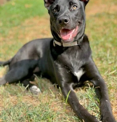 A baby medium-sized female German Shepherd Dog dog named Pepper for adoption in Broken Arrow, OK