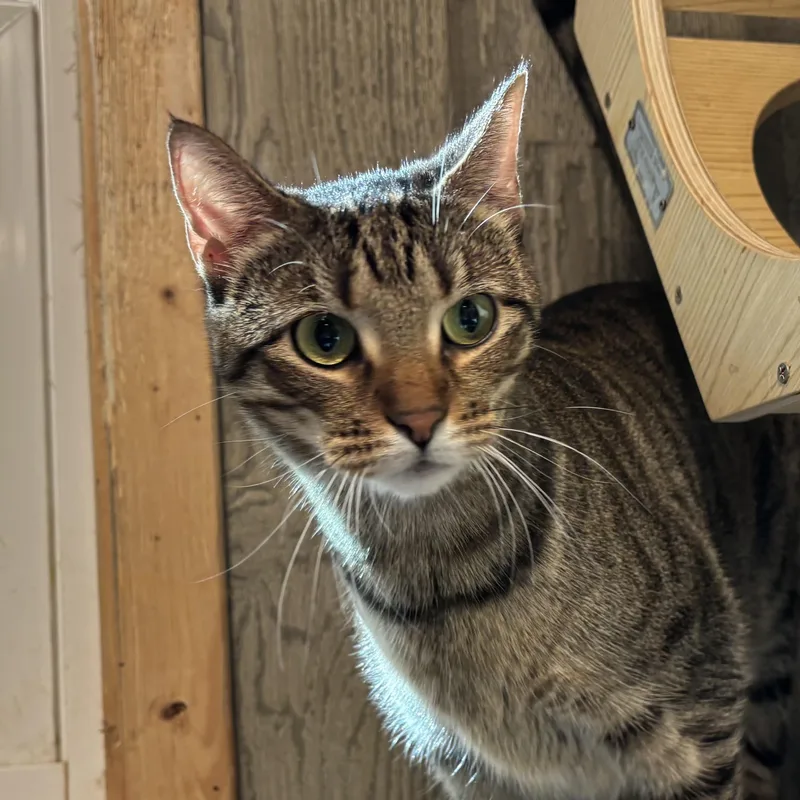 Himalaya thumbnail 3