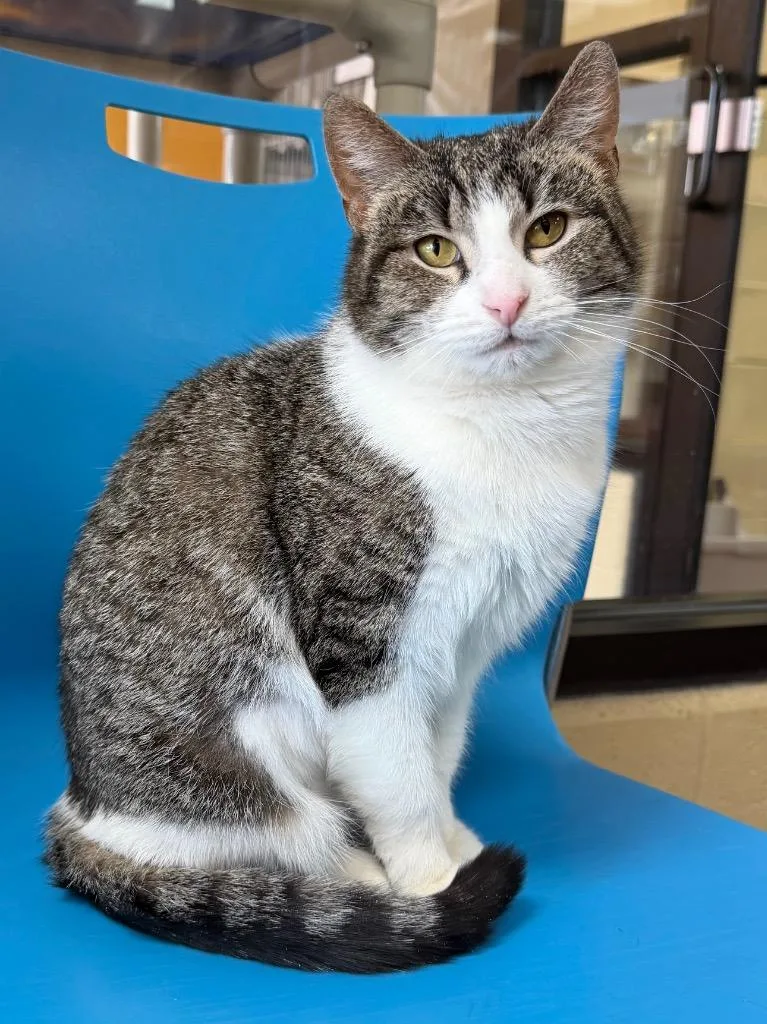 A young medium-sized female Domestic Short Hair cat named Sweetie for adoption in Cincinnati, OH