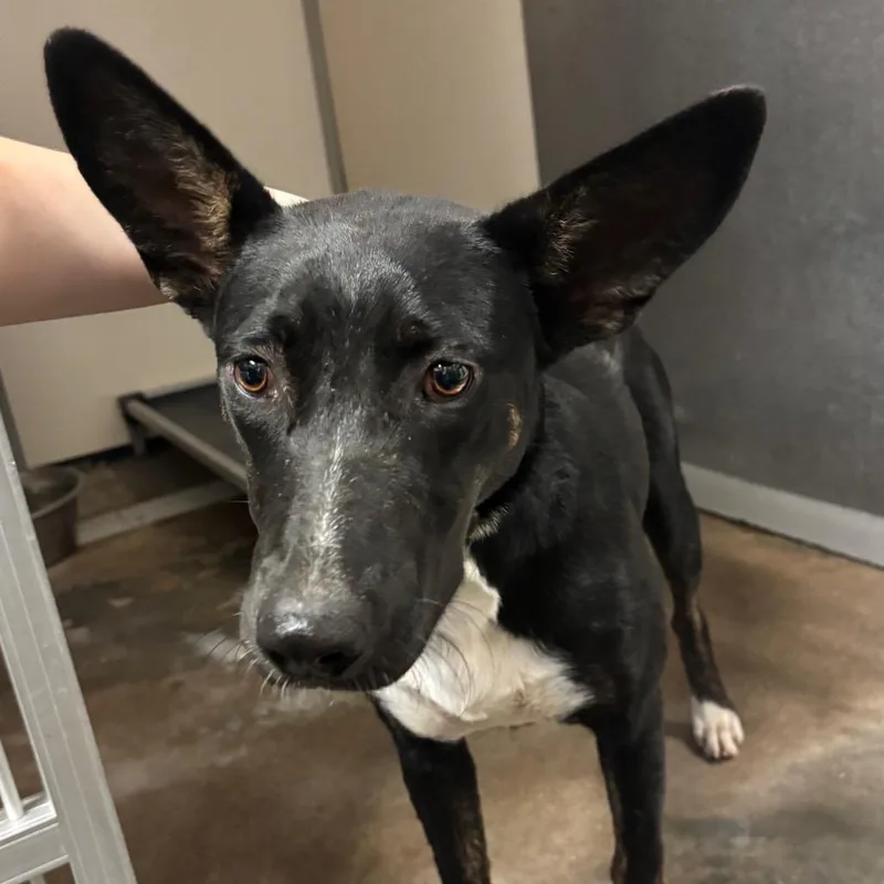 A young small-sized female Black Mixed Breed dog named Fancy for adoption in Lake Jackson, TX