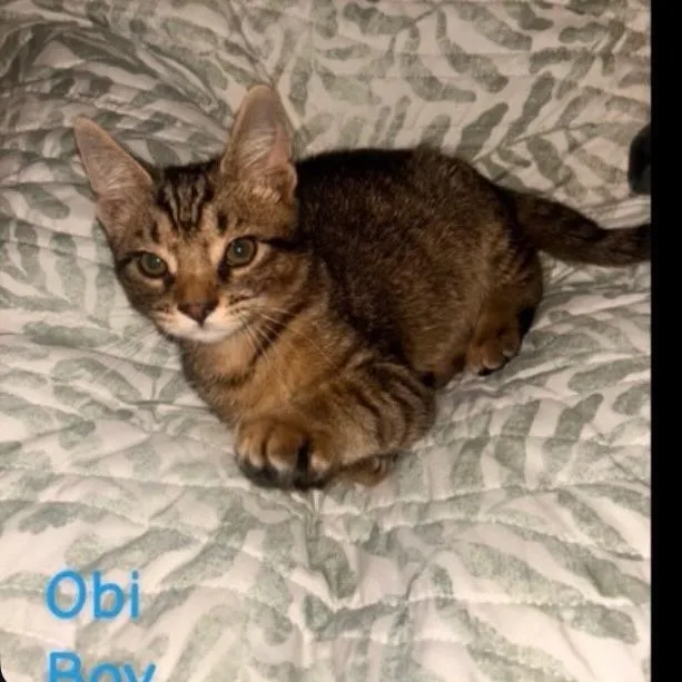 Obi K