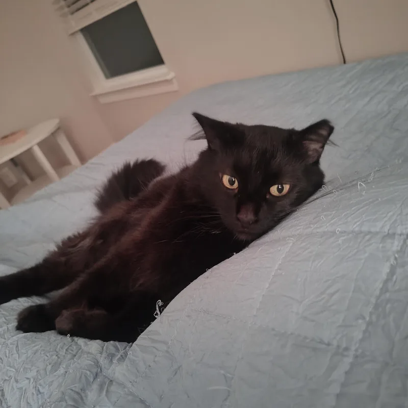 An adult medium-sized male Black Domestic Long Hair cat named Phineas for adoption in Charlotte, NC