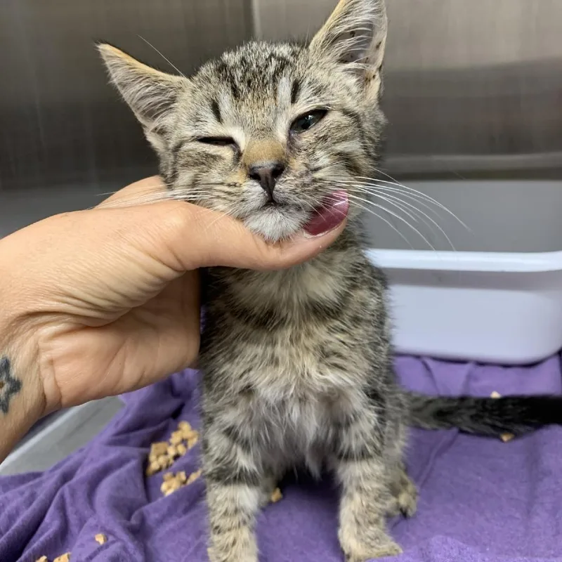A baby small-sized male Gray / Blue / Silver Domestic Short Hair cat named Mateo for adoption in Morganton, NC