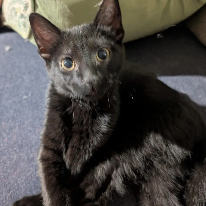 A baby medium-sized male Black Domestic Short Hair cat named Rocky for adoption in Menasha, WI