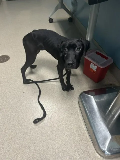 A young small-sized male Labrador Retriever dog named Miko for adoption in Newton, NC