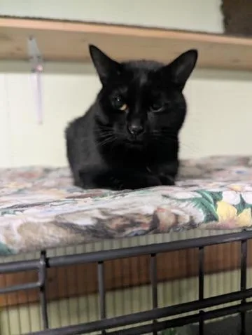 A young medium-sized female Domestic Short Hair cat named Amery for adoption in Rice Lake, WI