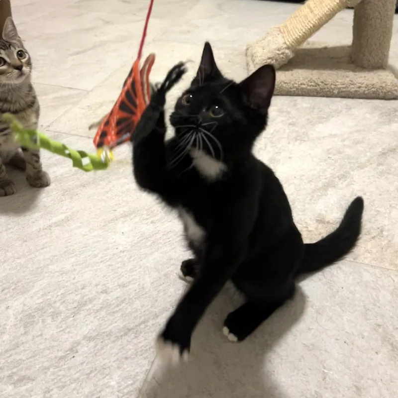 A baby medium-sized male Black & White / Tuxedo Domestic Short Hair cat named Wally for adoption in Liverpool, TX