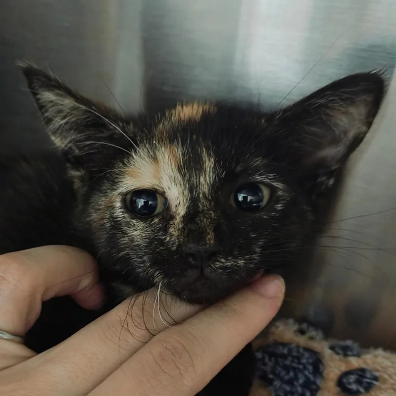 A baby small-sized female Domestic Short Hair cat named Sabrina for adoption in Parkland, FL
