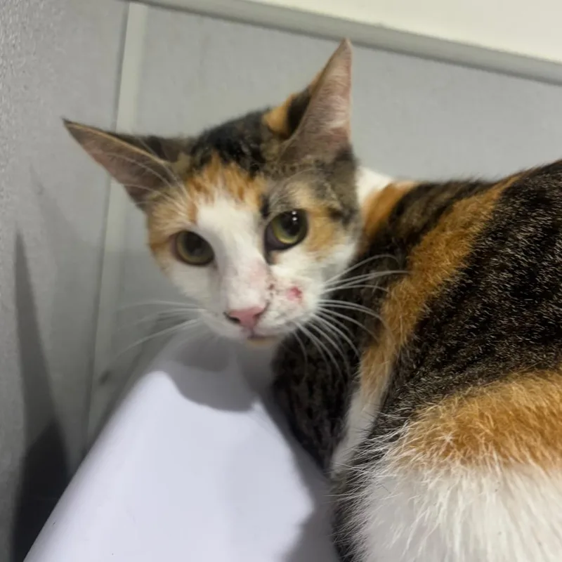 A young medium-sized female Buff / Tan / Fawn Domestic Short Hair cat named Macie for adoption in Tampa, FL