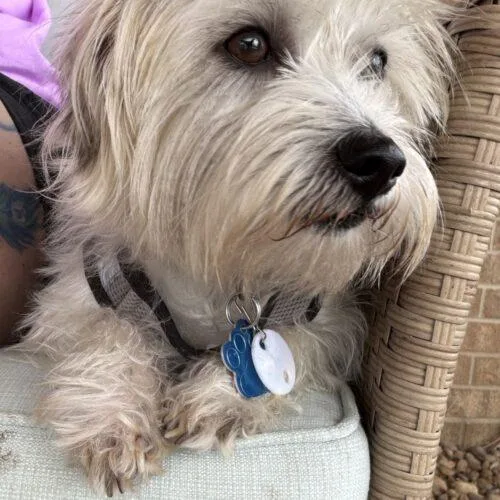 A young small-sized male Gray / Blue / Silver Terrier dog named Travis Meyer for adoption in Broken Arrow, OK