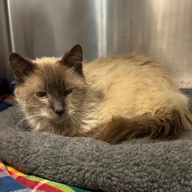 An adult medium-sized male Siamese cat named Teddy Roosevelt for adoption in Los Angeles, CA