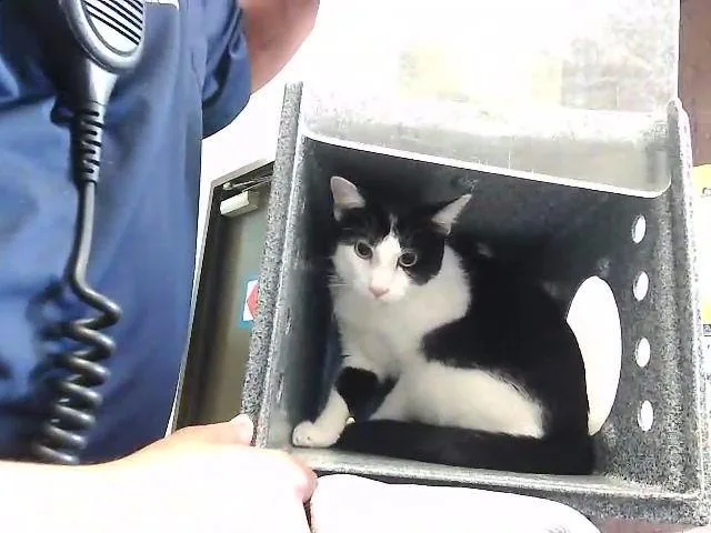 A young large-sized male Domestic Short Hair cat named Skimbala for adoption in Tulsa, OK