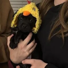 A baby small-sized female Black Mixed Breed dog named Dolphin for adoption in Auburn, AL