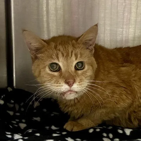 An adult medium-sized male Domestic Short Hair cat named Gus Gus for adoption in Pensacola, FL