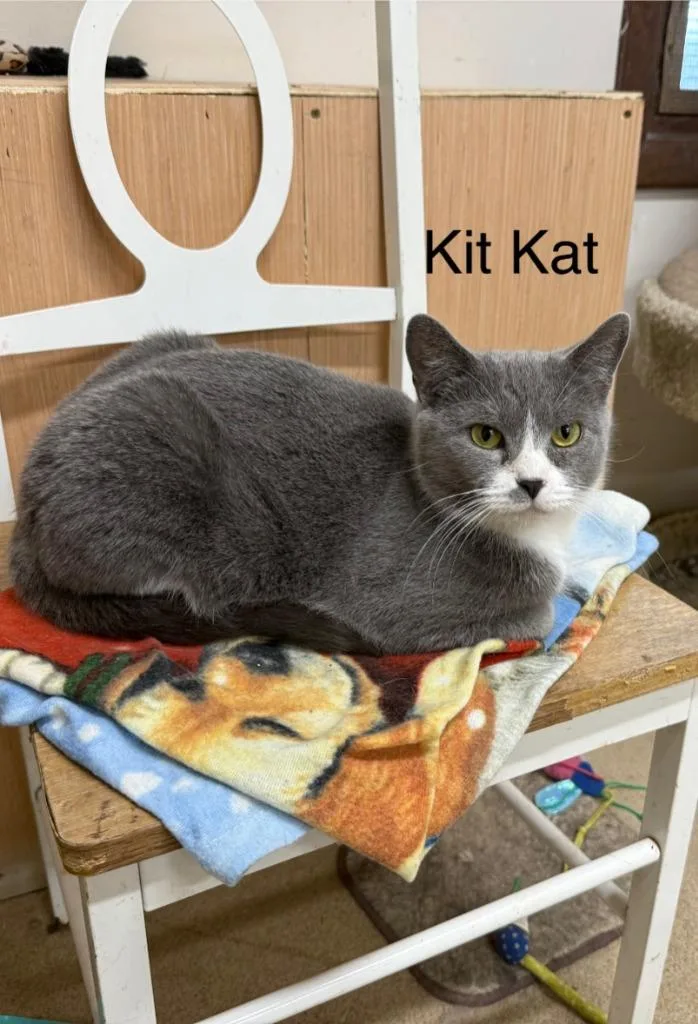 Kit Kat