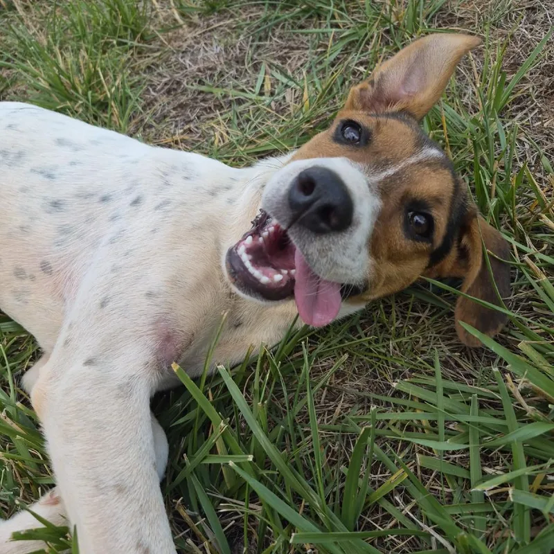 A baby small-sized female White / Cream Hound dog named Babs for adoption in Wake Forest, NC