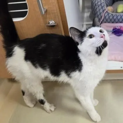 A baby medium-sized female Black & White / Tuxedo Domestic Short Hair cat named Lorraine for adoption in Phoenixville, PA