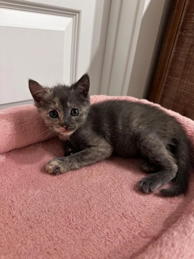 A baby small-sized female Domestic Short Hair cat named Alani for adoption in Brewster , NY