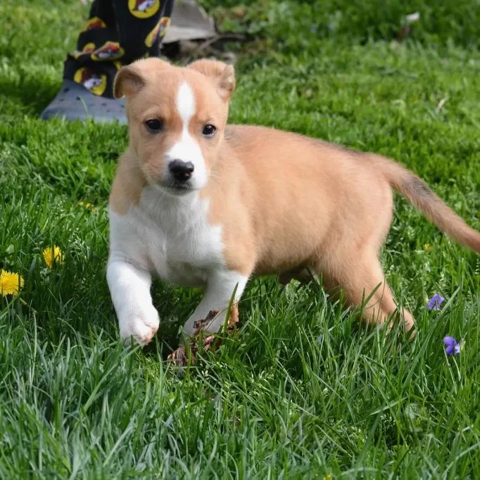 A baby medium-sized male Yellow / Tan / Blond / Fawn Mixed Breed dog named Reese for adoption in Joliet, IL