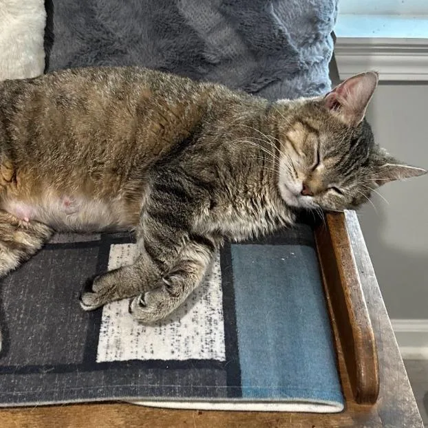 Mama Kass thumbnail 4