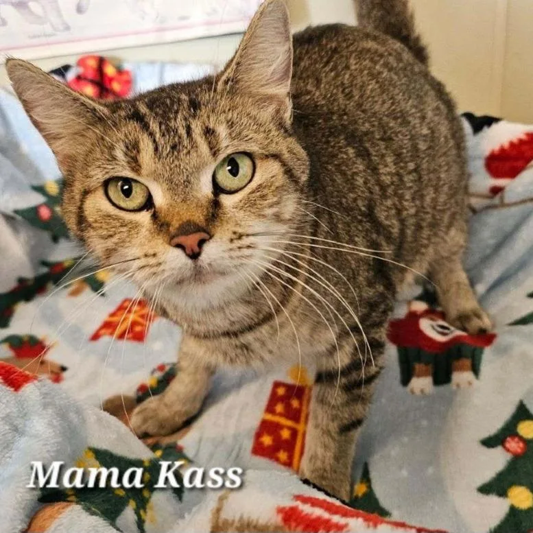 Mama Kass thumbnail 5