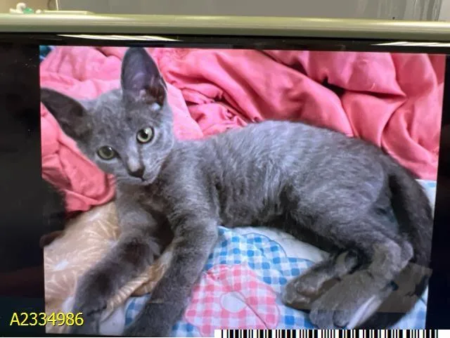 A baby small-sized male Domestic Short Hair cat named Zimba for adoption in West Palm Beach, FL
