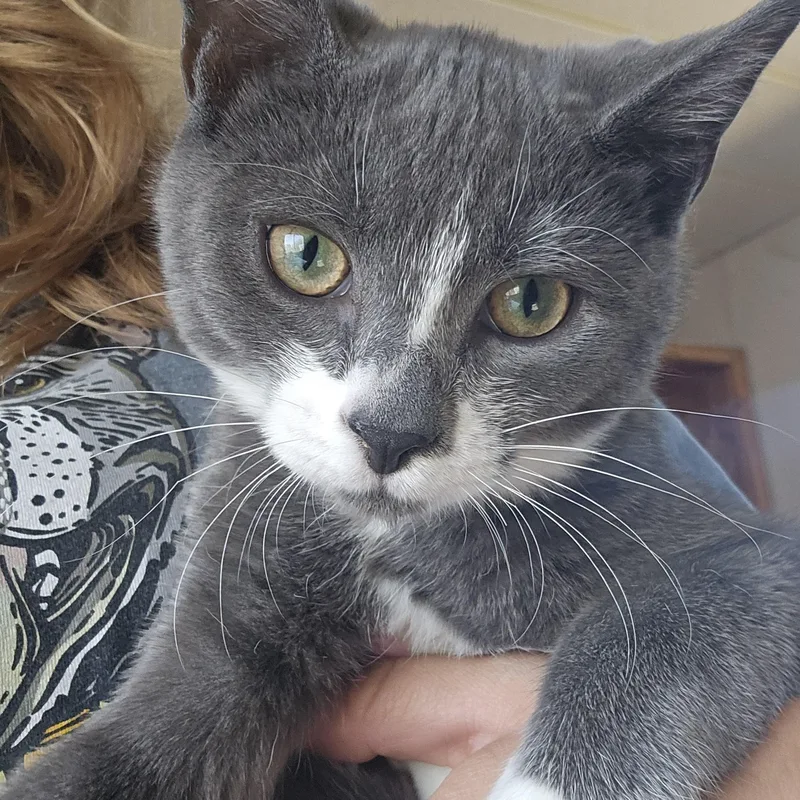 A young medium-sized male Gray & White Domestic Short Hair cat named Bug for adoption in The Dalles, OR