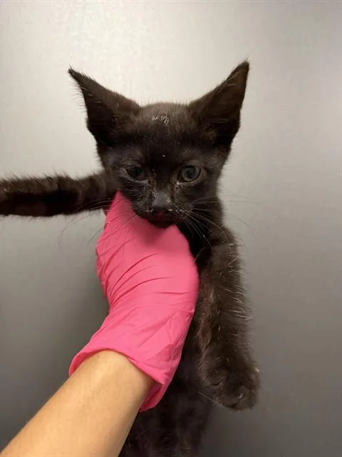 A baby small-sized female Domestic Short Hair cat named Vesper for adoption in Ontario, CA