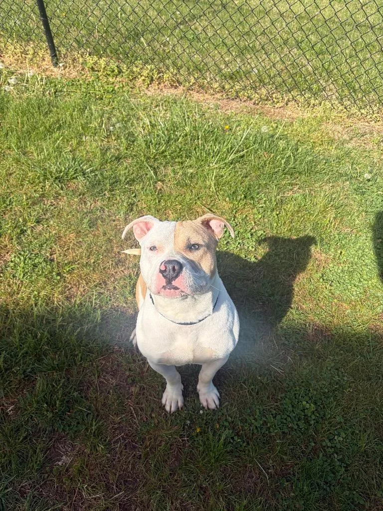 A young medium-sized male Mixed Breed dog named Hero for adoption in Gallatin, TN