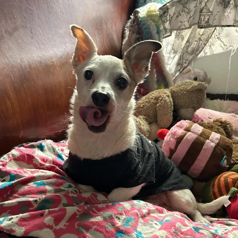 A senior small-sized male White / Cream Terrier dog named Paxton for adoption in Rochester, MN