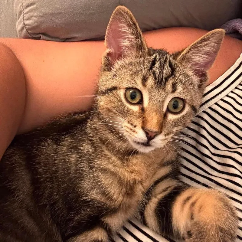 A baby small-sized male Brown / Chocolate Domestic Short Hair cat named Loki for adoption in Canton, IL