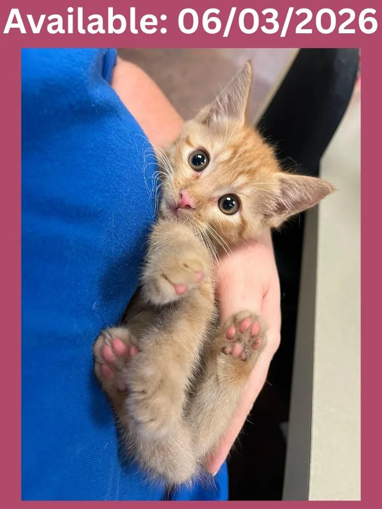 A baby medium-sized female Domestic Short Hair cat named Cat Condo for adoption in Greenville, TX