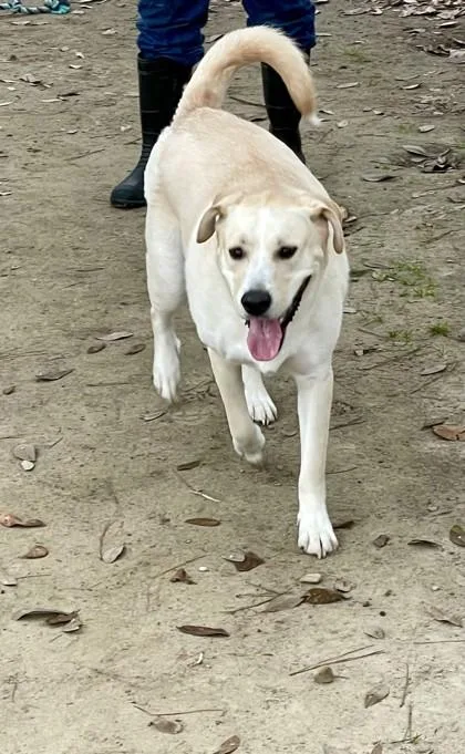 An adult large-sized male Mixed Breed dog named Actionjaxon for adoption in Covington, LA